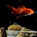 Red Fish Live Wallpaper APK