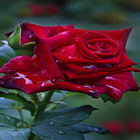 Red Rose Live Wallpaper आइकन