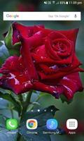 Red Rose Live Wallpaper स्क्रीनशॉट 2