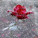 Red Snowy Rose LWP APK