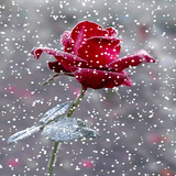 Red Snowy Rose LWP icon
