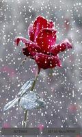Red Snowy Rose LWP Poster