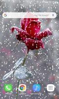 Red Snowy Rose LWP captura de pantalla 2