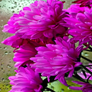 Shiny Flowers Live Wallpaper APK