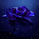 Snowy Blue Rose LWP APK
