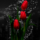 Tulip Flower Magic LWP APK