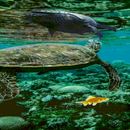 Under Ocean Live Wallpaper APK
