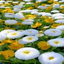 White Flowers Butterfly LWP APK