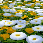 White Flowers Butterfly LWP иконка