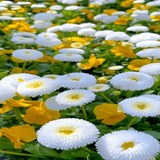 White Flowers Butterfly LWP icône