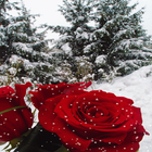 Winter Rose Live Wallpaper icon