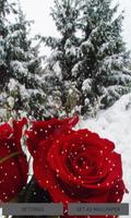 Winter Rose Live Wallpaper poster