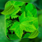 Icona Leaf Live Wallpaper