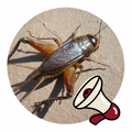 Cricket Sound