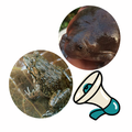 The Sound Of Frogs,fumbling
