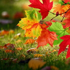 Autumn Live Wallpaper أيقونة