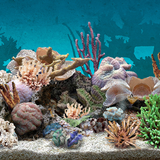 3D Aquarium Live Wallpaper icône