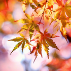 Beautiful Autumn Live Wallpape icône