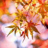 Beautiful Autumn Live Wallpape آئیکن