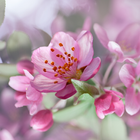 Cherry Blossom Live Wallpaper ikon