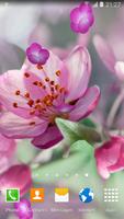 پوستر Cherry Blossom Live Wallpaper