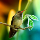 Hummingbirds Live Wallpaper APK