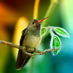 Hummingbirds Live Wallpaper