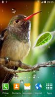 Hummingbirds Live Wallpaper poster