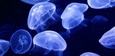 Jellyfish Live Wallpaper