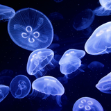 Jellyfish Live Wallpaper icône