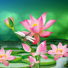 Lotus Live Wallpaper icône