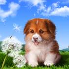 Puppy Wallpaper icono