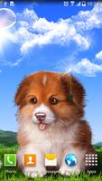 Puppy Wallpaper Affiche