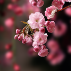 Sakura Live Wallpaper icône