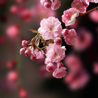 Sakura Live Wallpaper biểu tượng