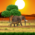 Safari Live Wallpaper icône