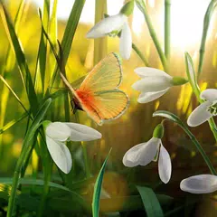 Spring Live Wallpaper APK download