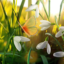 Spring Live Wallpaper APK