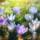ikon Spring Landscapes Wallpaper