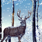 Winter Forest Live Wallpaper icône