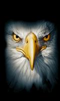 Wallpaper Eagle Flying HD poster