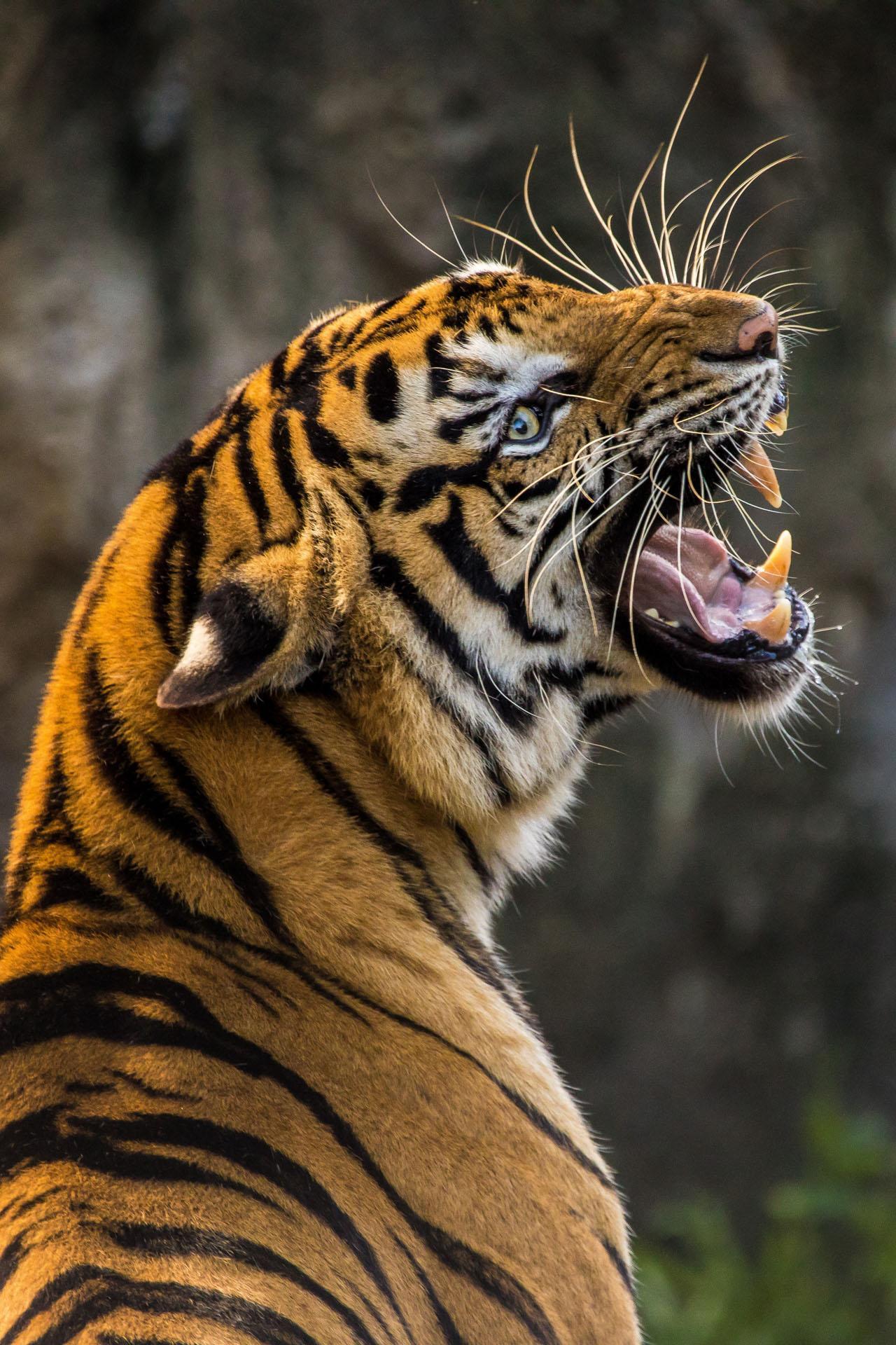 35 Gambar Wallpaper Hd Android Tiger terbaru 2020