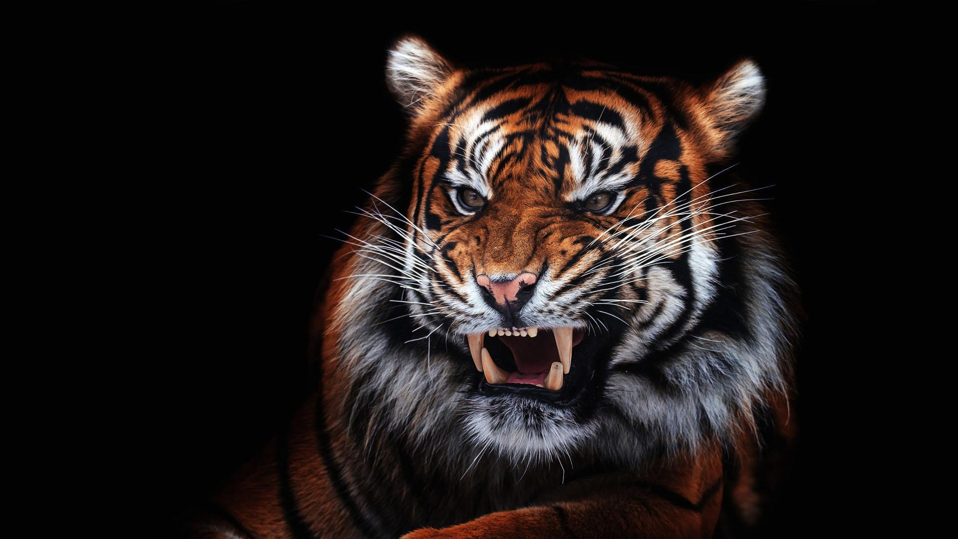  Tiger  Wallpaper  HD  backgrounds  themes for Android  