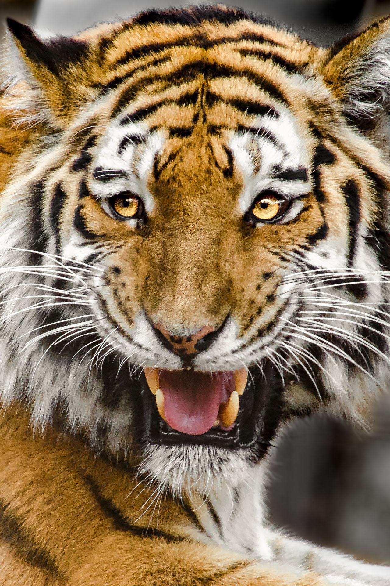  Tiger  Wallpaper  HD  arri re plans et th mes pour Android  