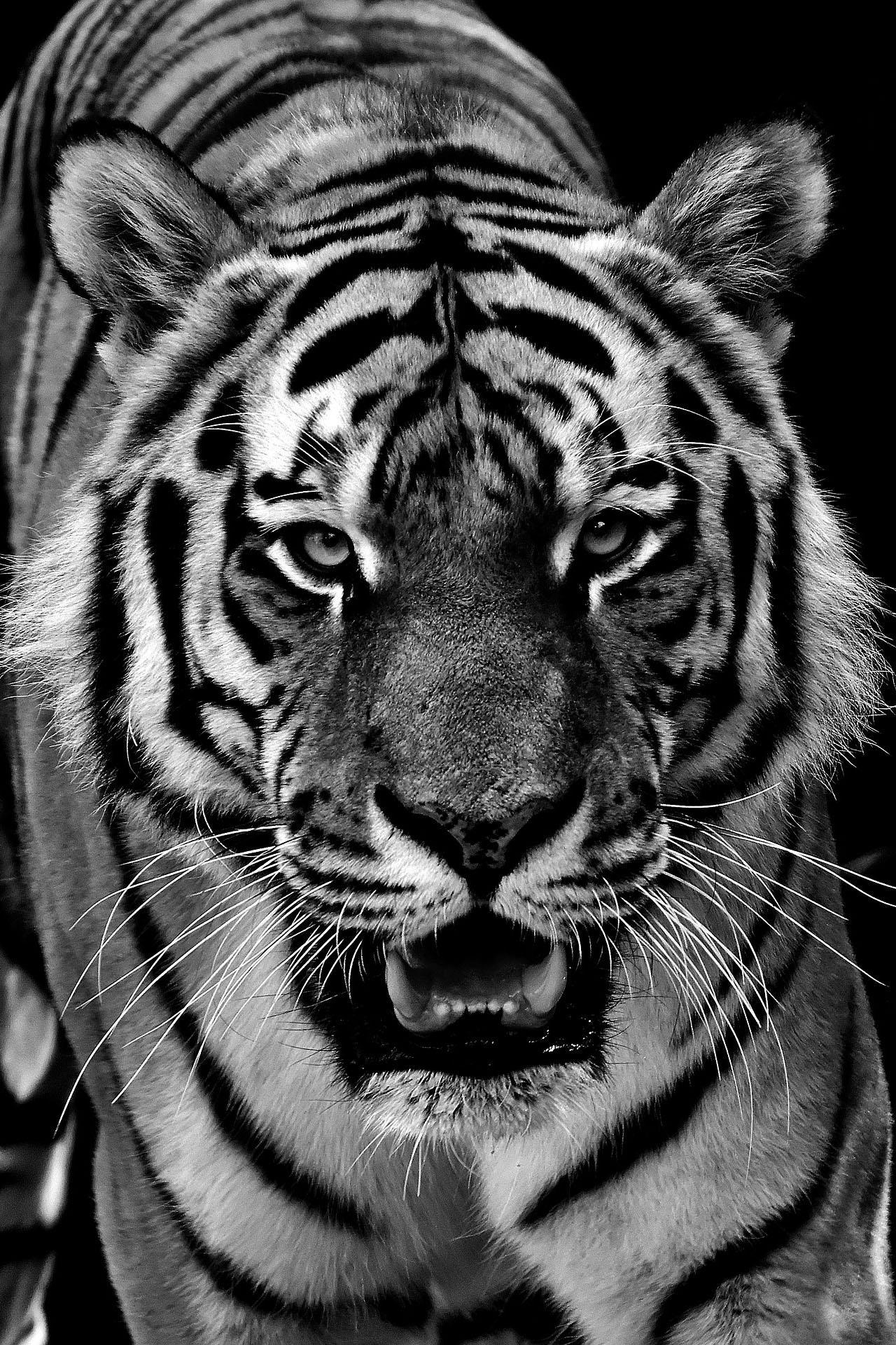  Tiger  Wallpaper  HD  backgrounds  themes for Android  
