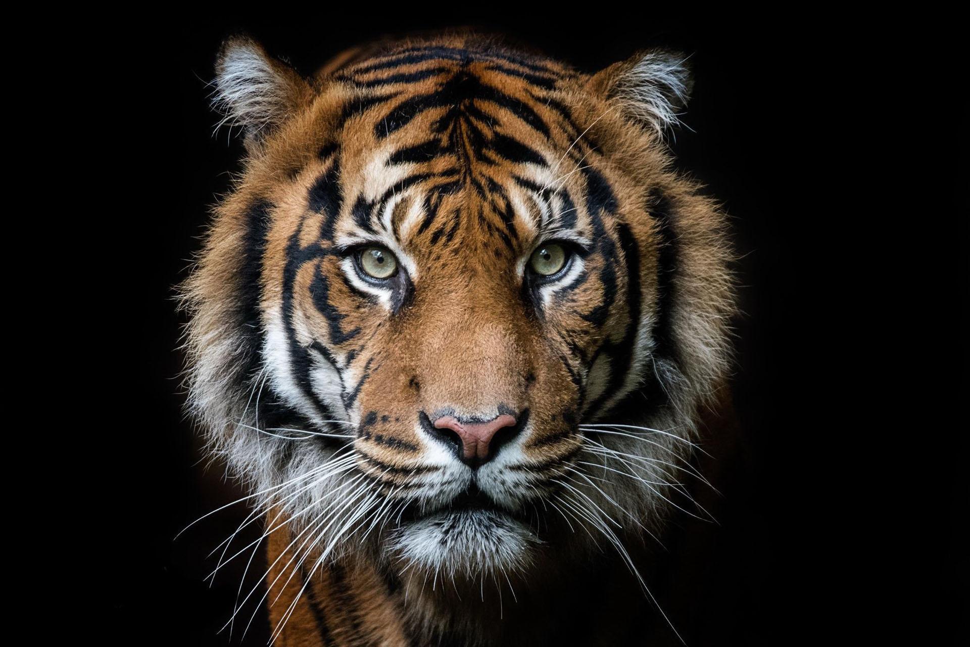 Tiger Wallpaper HD : backgrounds & themes for Android ...