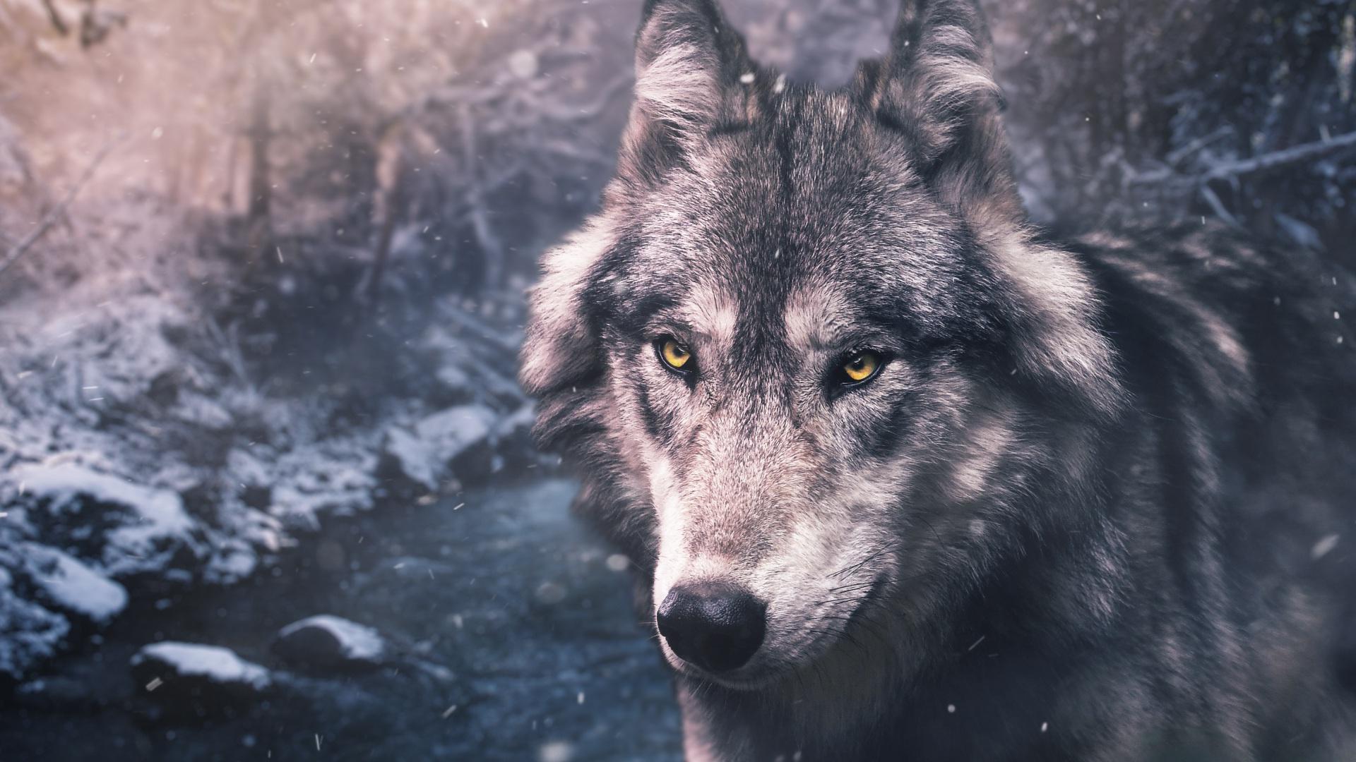 Mydiary: Wallpaper Lobo Celular Hd