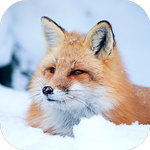 Fox Wallpaper HD : backgrounds & themes icon