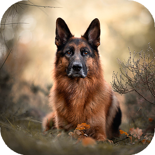 German Shepherd Wallpaper HD APK for Android – Download German Shepherd Wallpaper HD APK Latest Version from German Shepherd Wallpaper HD APK for Android – Download German Shepherd Wallpaper HD APK Latest Version from