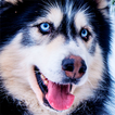 Husky dog Wallpaper HD Themes आइकन